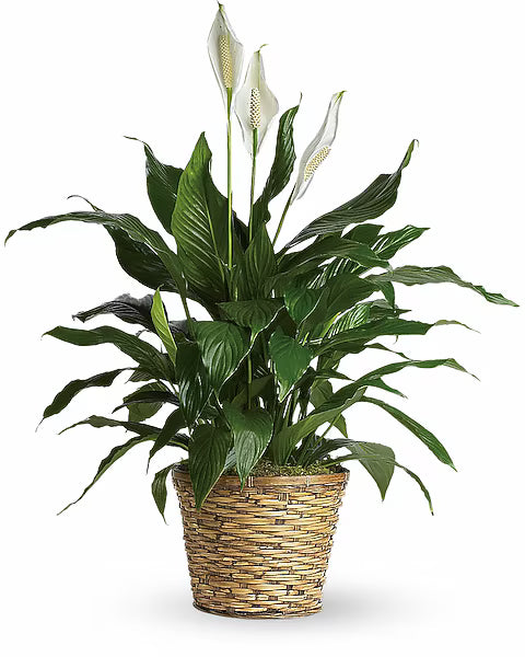 Potted plant with white flowers in a woven basket 
